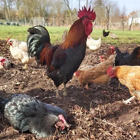 Apartament Zum Dubener Kuckuck Luckau