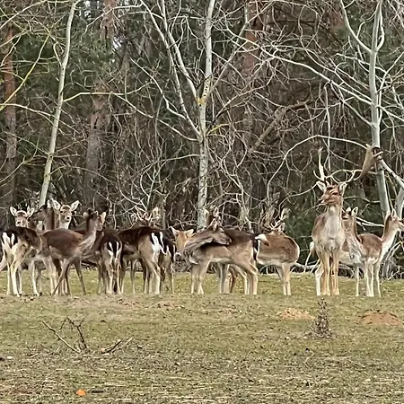 Zum Dubener Kuckuck Apartament