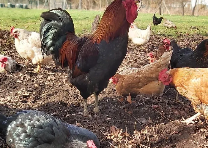 Lägenhet Zum Dubener Kuckuck Luckau