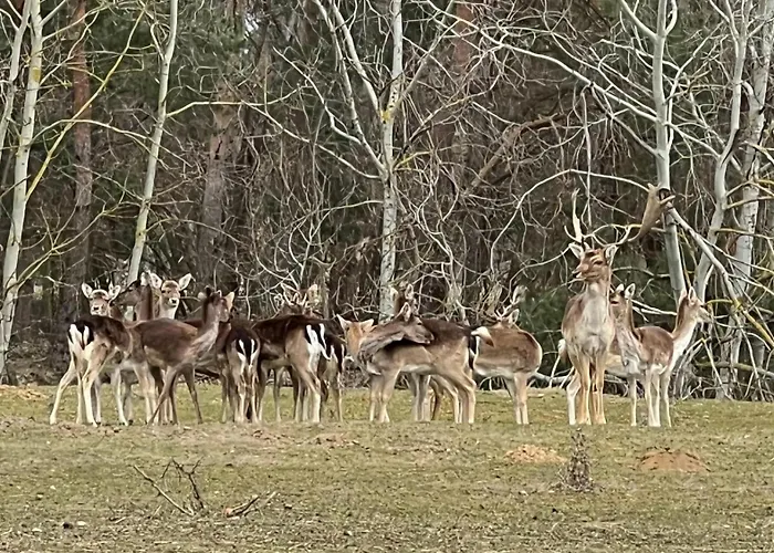 Zum Dubener Kuckuck Lägenhet