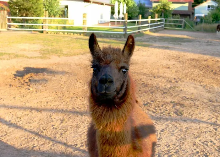 Zum Dubener Kuckuck * Luckau